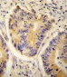 ADH4 Antibody (C-term)